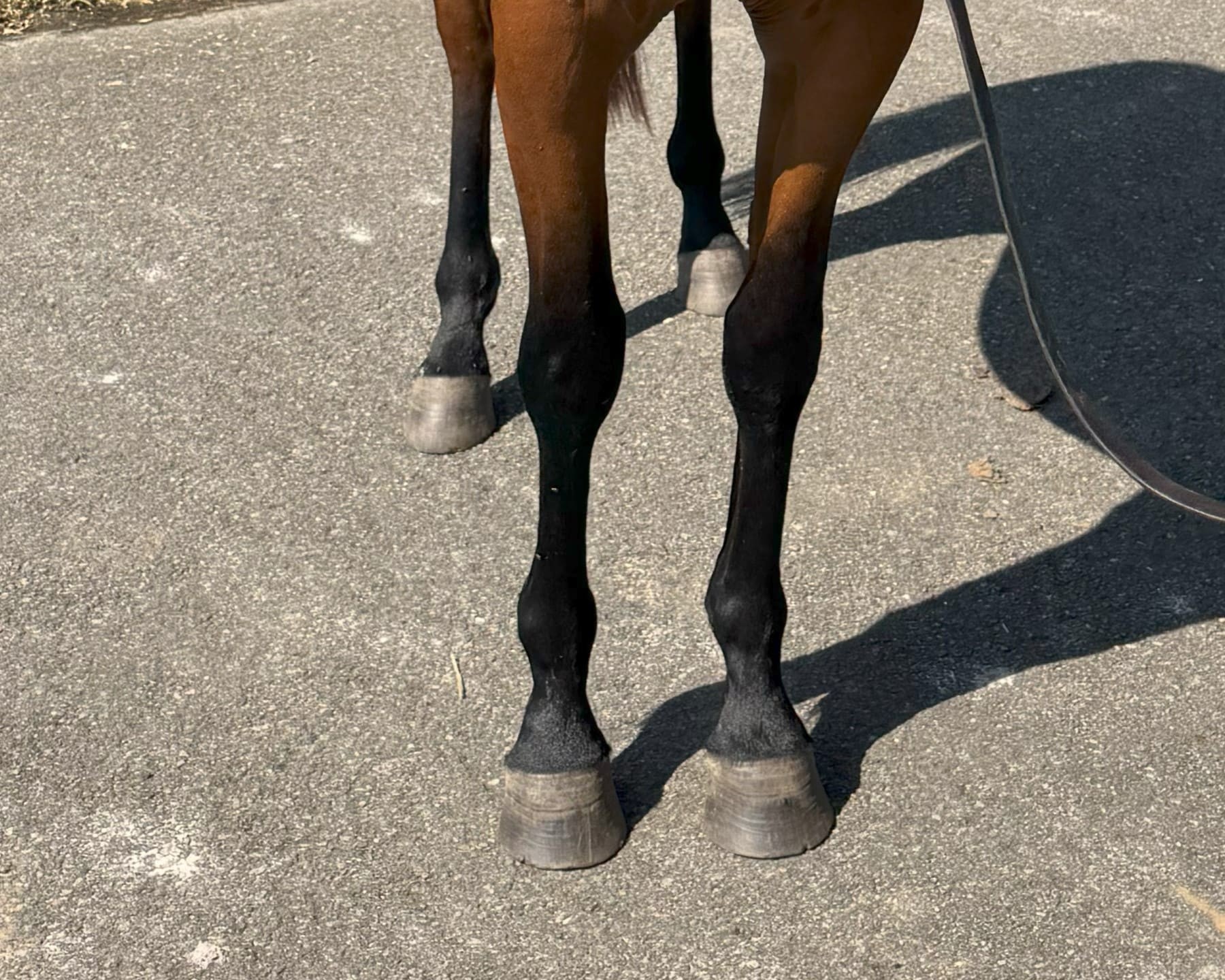 horse